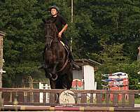 trail-friesian-horse