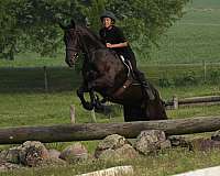 trail-riding-friesian-horse