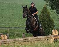 black-friesian-gelding