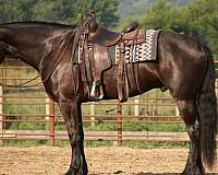 youth-friesian-horse