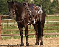 black-all-around-horse