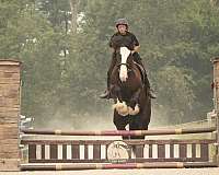 athletic-shire-horse