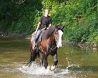 all-around-shire-horse