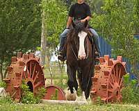 beginner-shire-horse