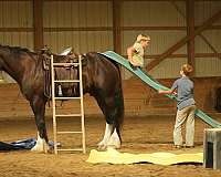 cross-shire-horse