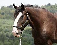 driving-shire-horse