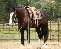 flashy-shire-horse