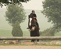 jumping-shire-horse