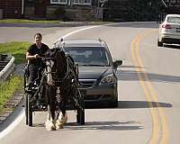 kid-safe-shire-horse
