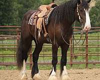 parade-shire-horse