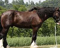 ridden-english-shire-horse
