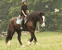 ridden-western-shire-horse