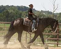 show-shire-horse