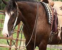 trail-riding-shire-horse