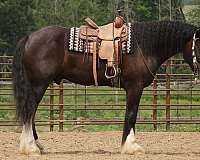 trail-shire-horse
