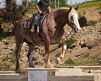 athletic-draft-horse