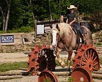 cross-draft-horse
