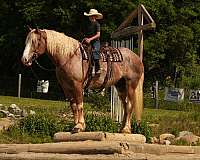 draft-horse