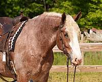 driving-draft-horse