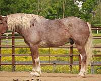 flashy-draft-horse