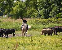 jumping-draft-horse