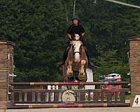 kid-safe-draft-horse