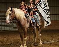 parade-draft-horse