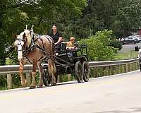 ridden-english-draft-horse
