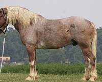 ridden-western-draft-horse