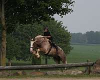 show-draft-horse