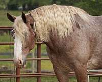 trail-riding-draft-horse