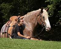 trail-draft-horse