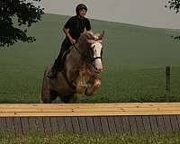 youth-draft-horse
