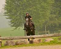 athletic-percheron-horse