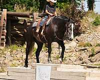 driving-percheron-horse