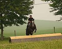 flashy-percheron-horse