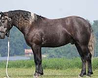 jumping-percheron-horse