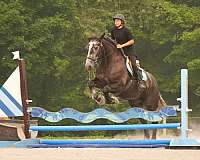 kid-safe-percheron-horse