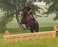 parade-percheron-horse