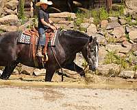 performance-percheron-horse