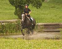 ridden-english-percheron-horse