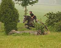 ridden-western-percheron-horse
