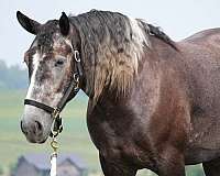 show-percheron-horse