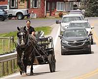 trail-percheron-horse