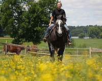 trail-riding-percheron-horse