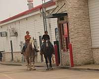 grey-percheron-gelding