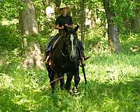 youth-percheron-horse
