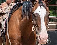 bay-quarter-horse-gelding