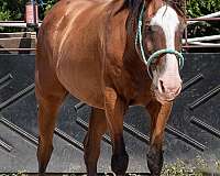 bay-gelding-for-sale