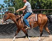 15-hand-quarter-horse-gelding